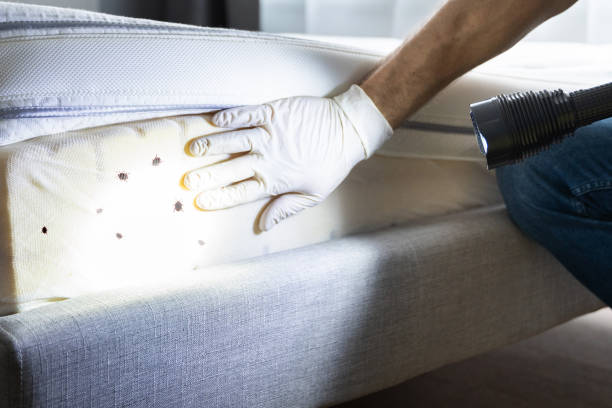 Best Affordable Pest Control Services  in Rockville, MN