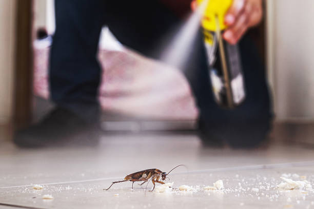 Best Mosquito Control Services  in Rockville, MN