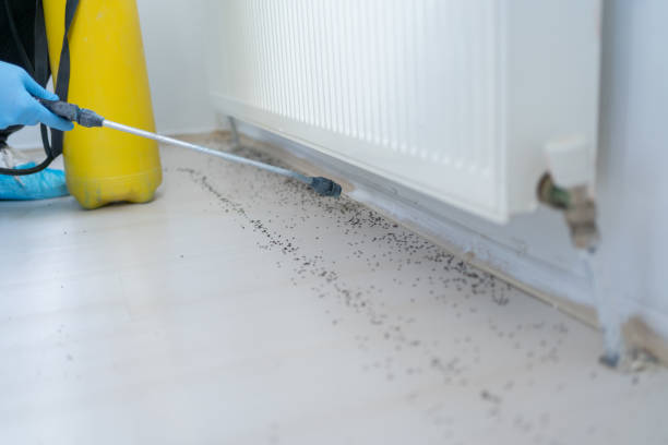 Wasp Removal Services in Rockville, MN